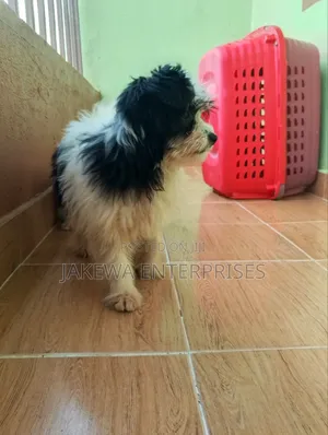 1-3 months Female Purebred Havanese