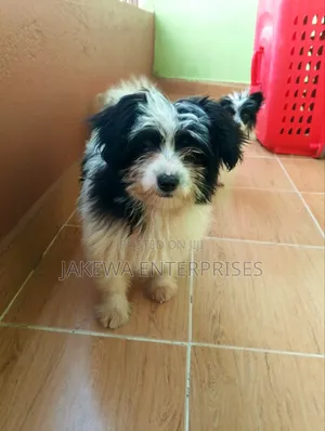 1-3 months Female Purebred Havanese