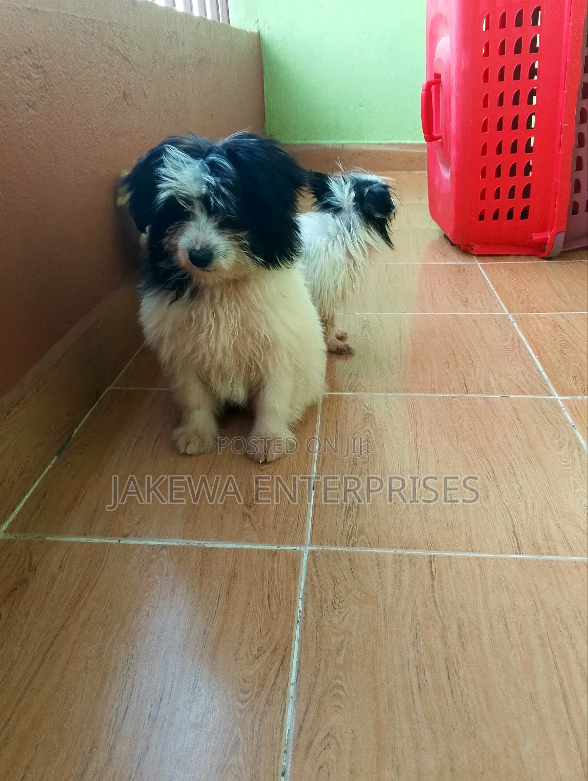 1-3 months Female Purebred Havanese