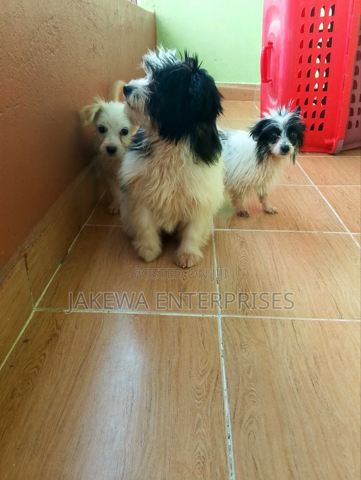 1-3 months Female Purebred Havanese