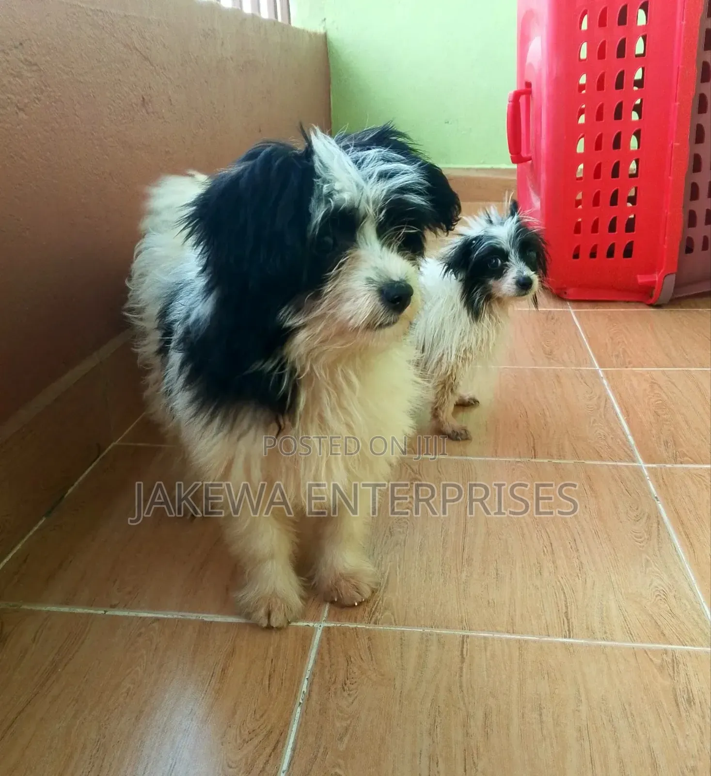 1-3 months Female Purebred Havanese