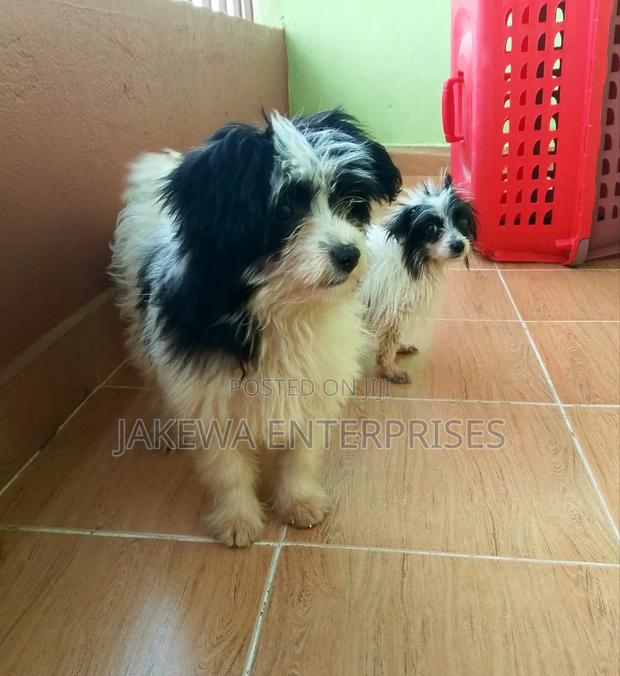 1-3 months Female Purebred Havanese - main view