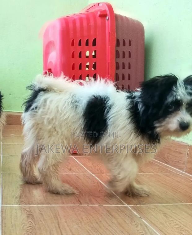 1-3 months Female Purebred Havanese - thumbnail 2
