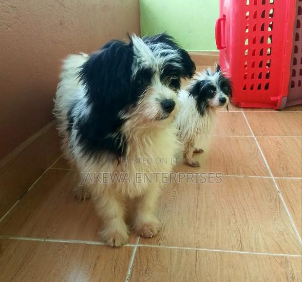 1-3 months Female Purebred Havanese - thumbnail 3