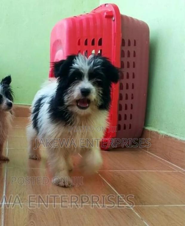 1-3 months Female Purebred Havanese - main view