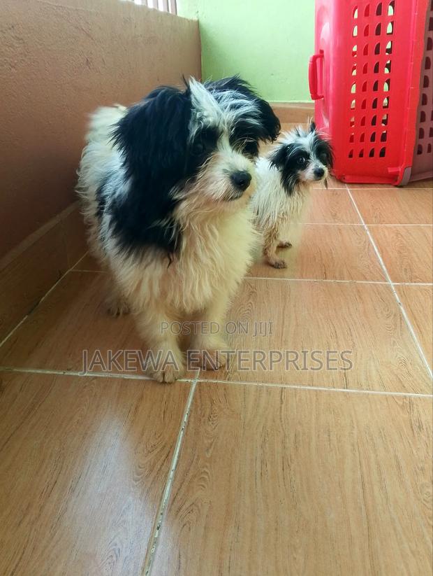 1-3 months Female Purebred Havanese - main view