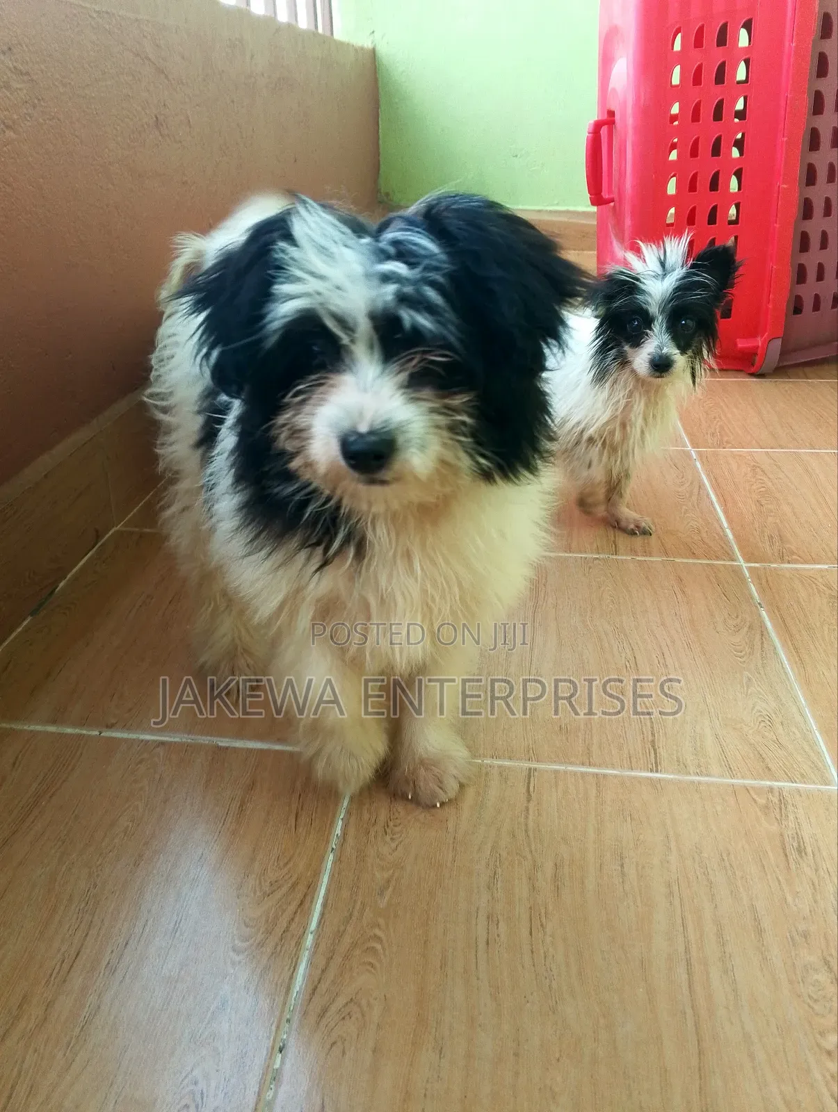 1-3 months Female Purebred Havanese