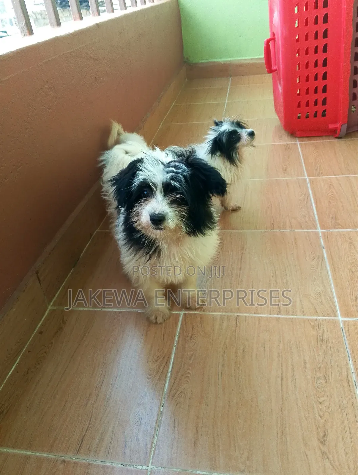 1-3 months Female Purebred Havanese