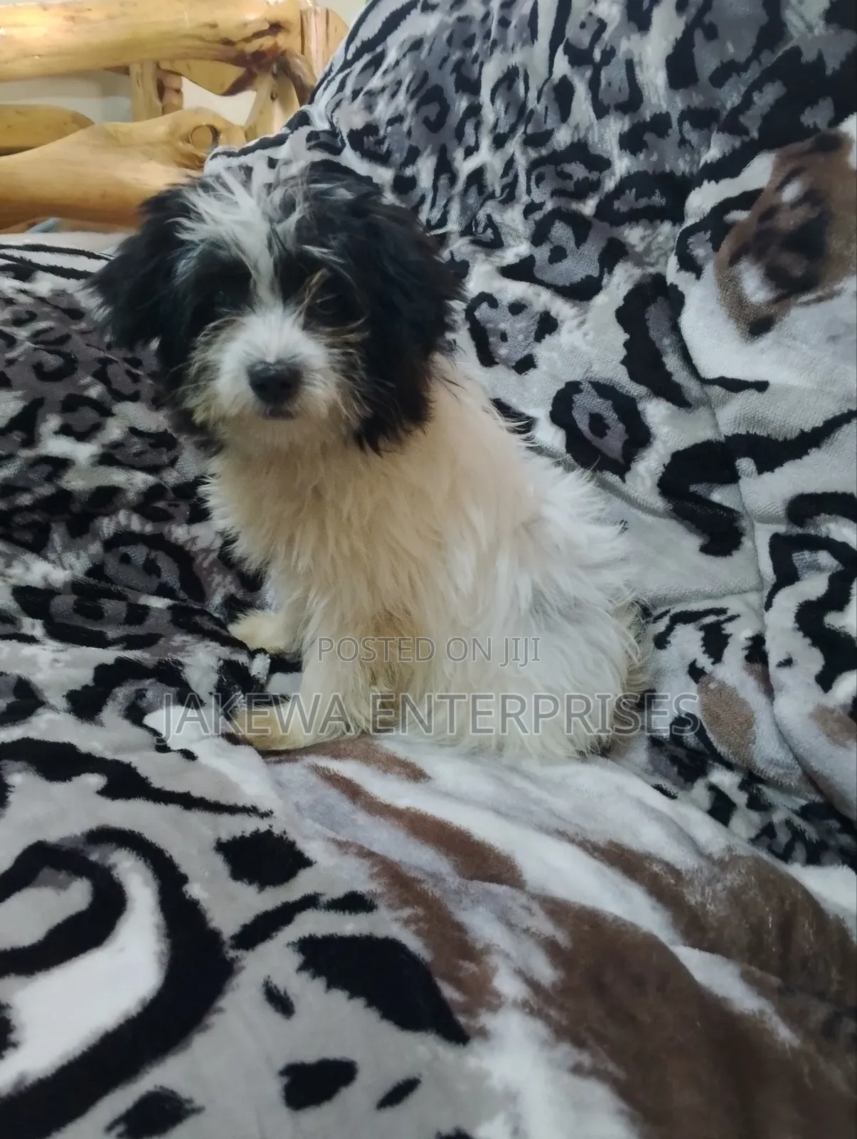 1-3 months Female Purebred Havanese