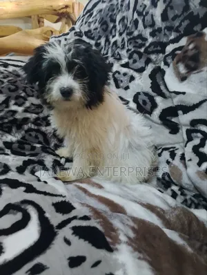 1-3 months Female Purebred Havanese