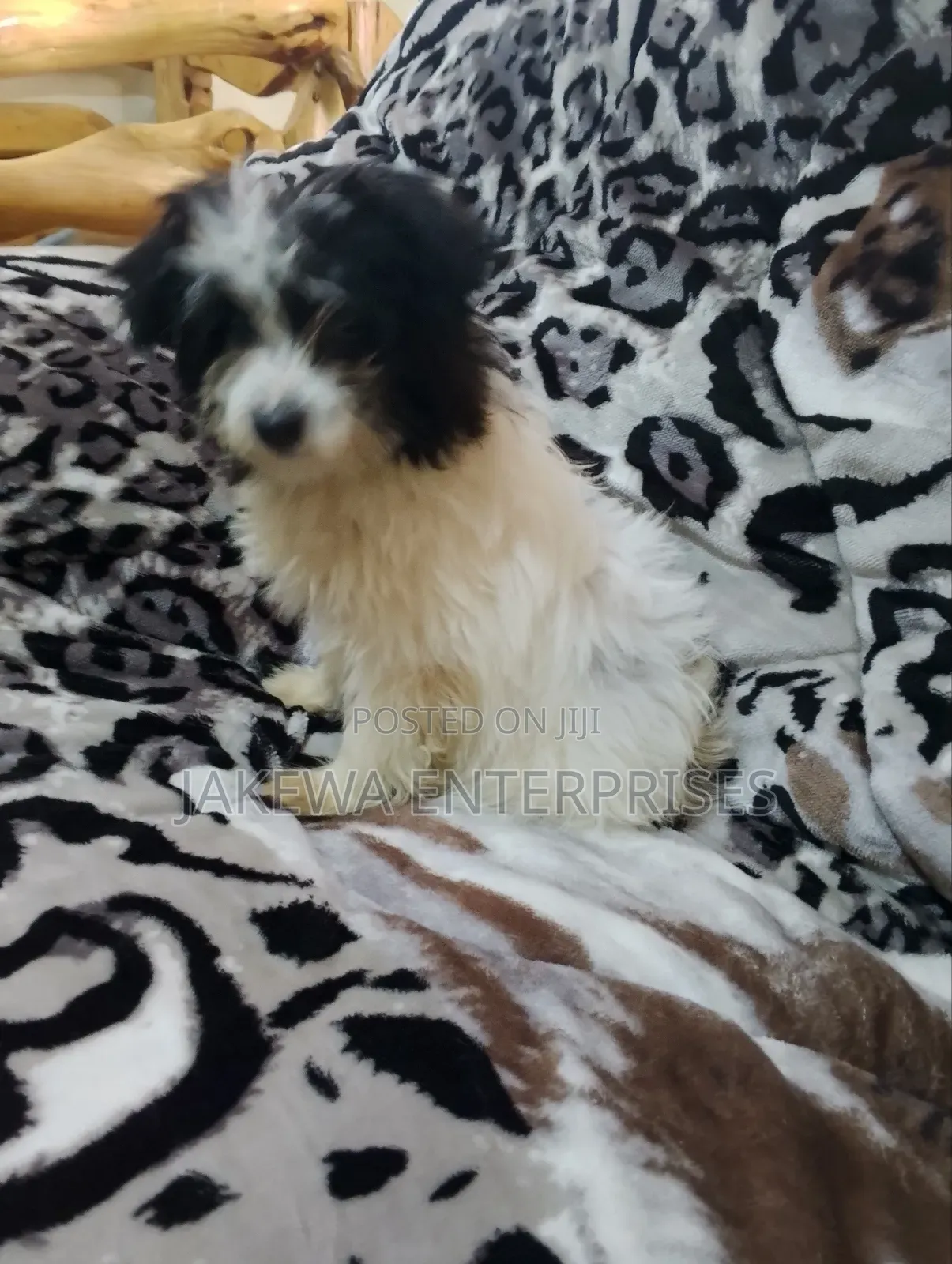 1-3 months Female Purebred Havanese