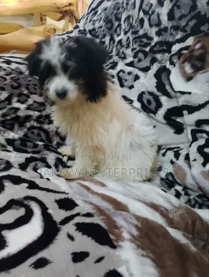 1-3 months Female Purebred Havanese
