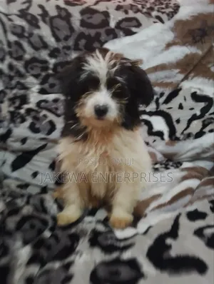 1-3 months Female Purebred Havanese