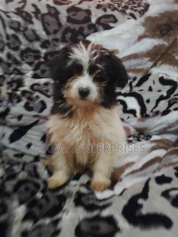 1-3 months Female Purebred Havanese - main view