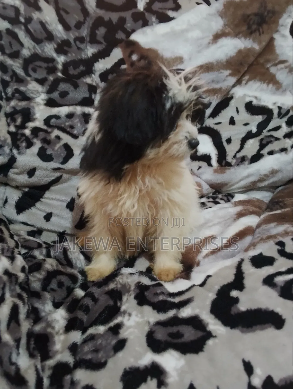 1-3 months Female Purebred Havanese