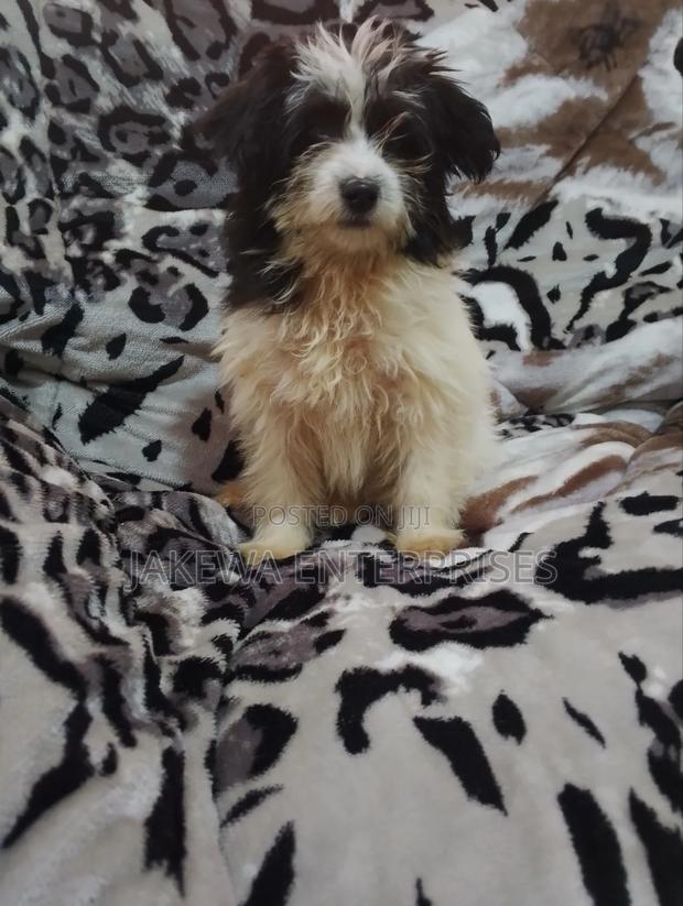 1-3 months Female Purebred Havanese - main view