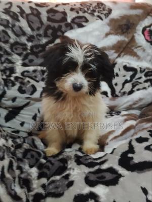 1-3 months Female Purebred Havanese - main view