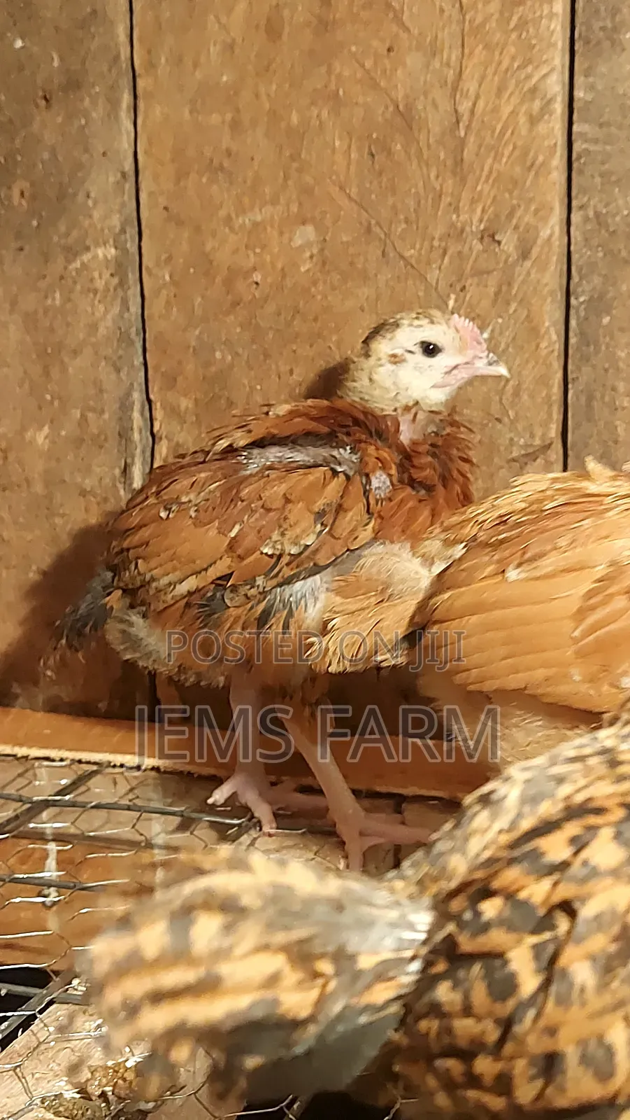 Pre-Vacinated 2.5monthold Improved Kienyeji Chicks Available