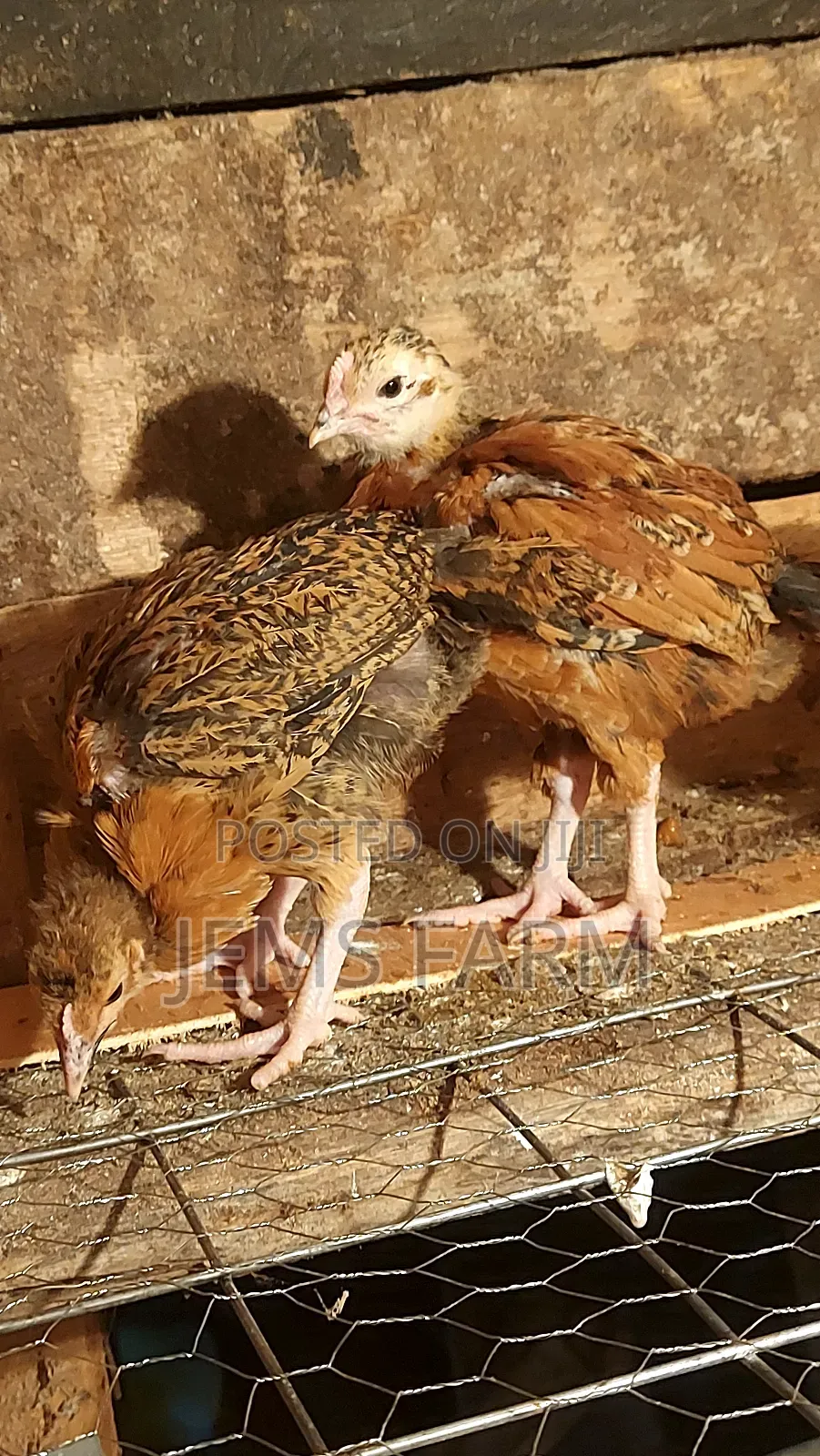 Pre-Vacinated 2.5monthold Improved Kienyeji Chicks Available