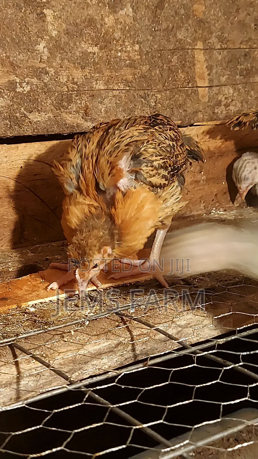 Pre-Vacinated 2.5monthold Improved Kienyeji Chicks Available