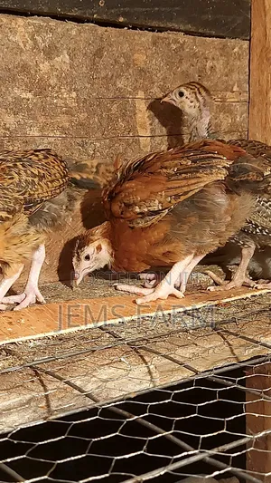 Pre-Vacinated 2.5monthold Improved Kienyeji Chicks Available