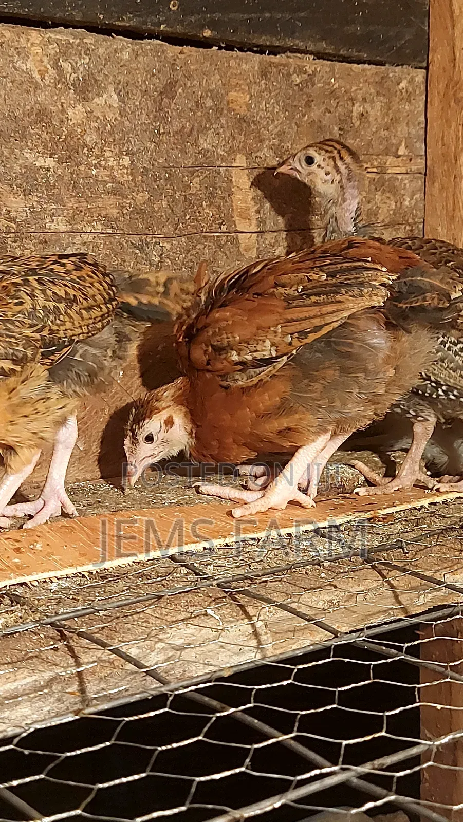 Pre-Vacinated 2.5monthold Improved Kienyeji Chicks Available