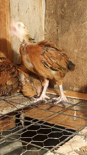 Pre-Vacinated 2.5monthold Improved Kienyeji Chicks Available