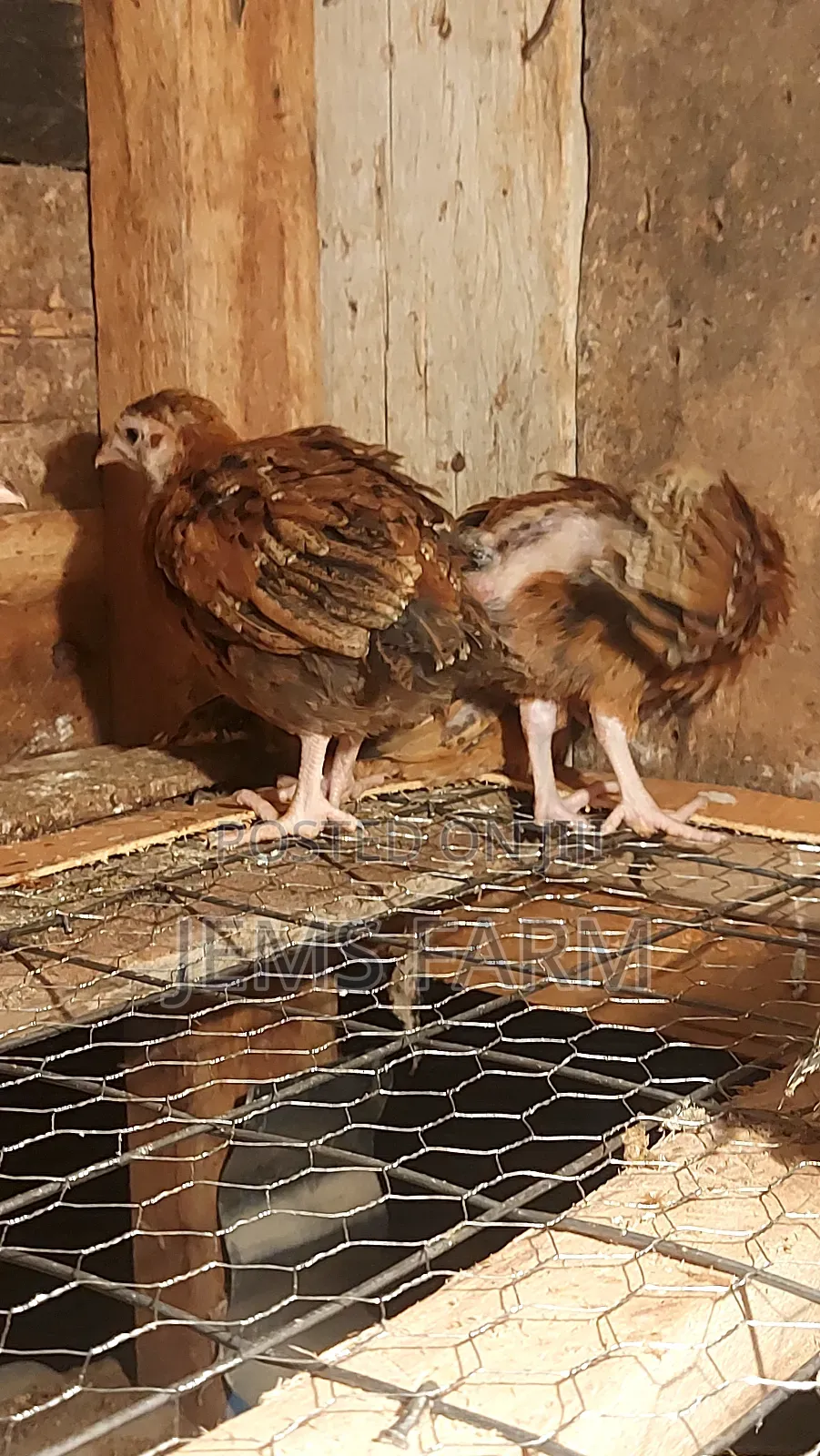 Pre-Vacinated 2.5monthold Improved Kienyeji Chicks Available