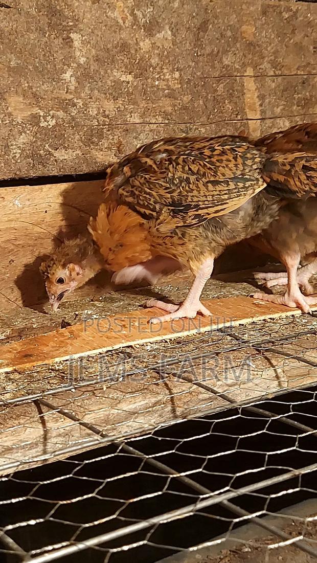 Pre-Vacinated 2.5monthold Improved Kienyeji Chicks Available - thumbnail 7