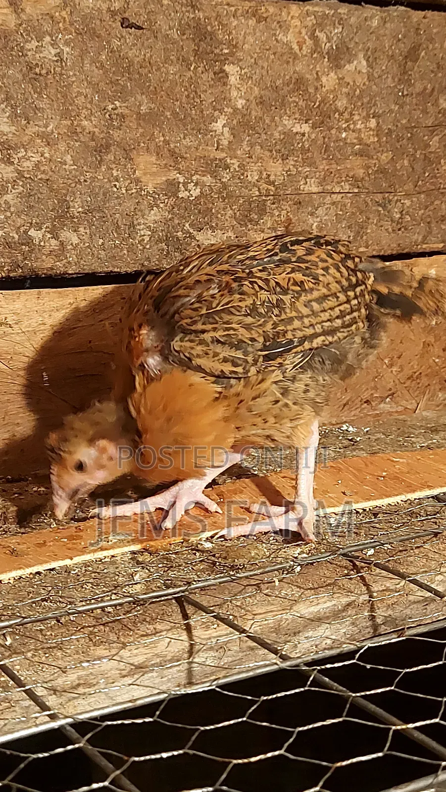 Pre-Vacinated 2.5monthold Improved Kienyeji Chicks Available