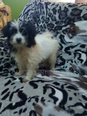 1-3 months Female Purebred Havanese - main view