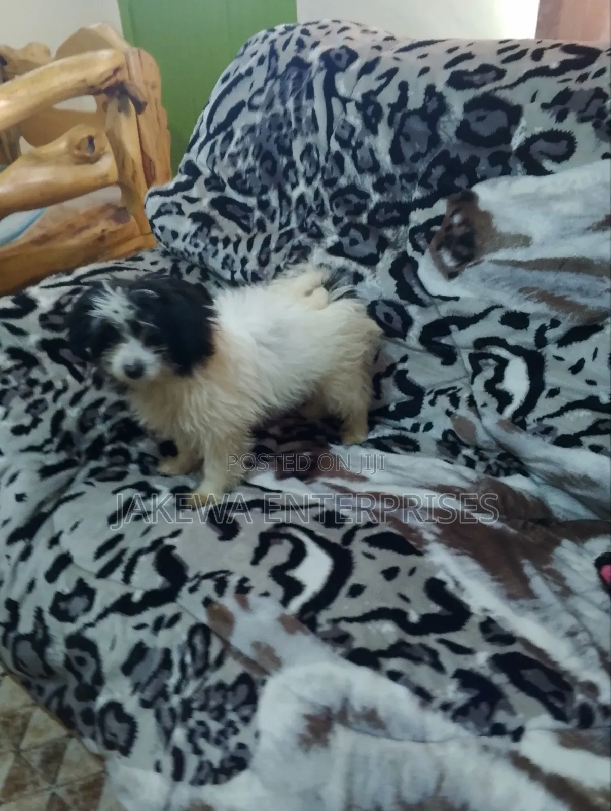 1-3 months Female Purebred Havanese