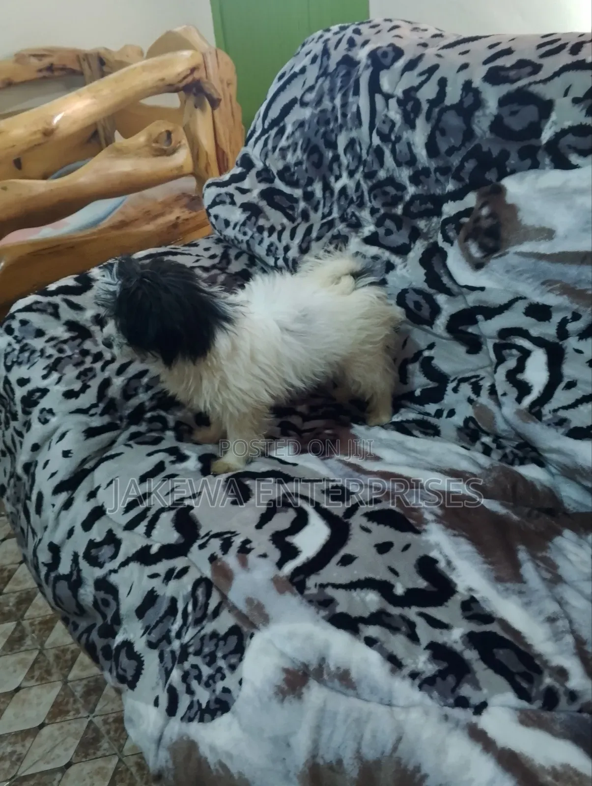 1-3 months Female Purebred Havanese
