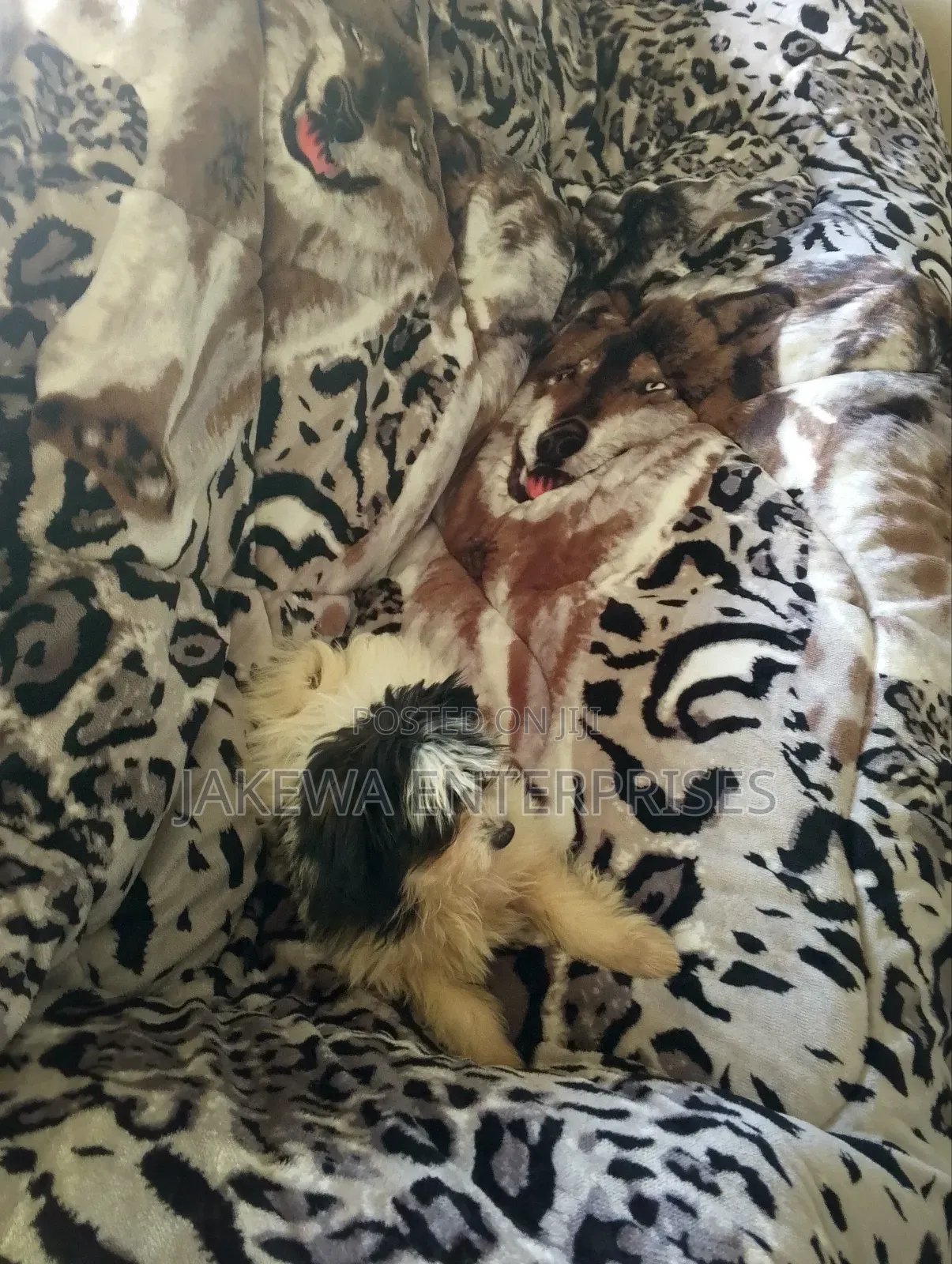 1-3 months Female Purebred Havanese