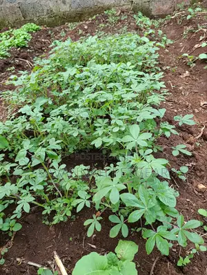 Vegetable Seedlings(Managu,Saget,Spinach, Kales,Terere-100pc