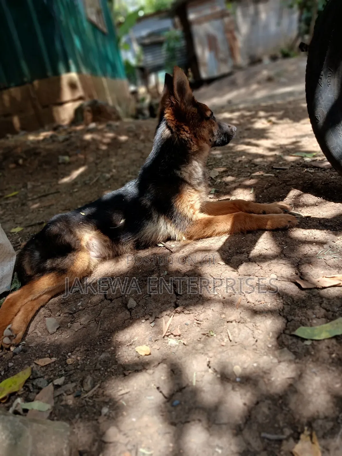 6-12 months Female Purebred German Shepherd