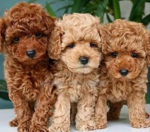 1-3 months Female Purebred Poodle - thumbnail 2