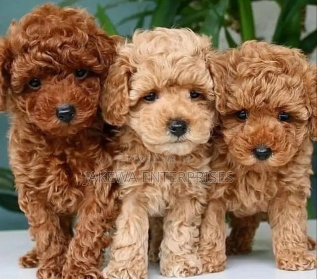 1-3 months Female Purebred Poodle