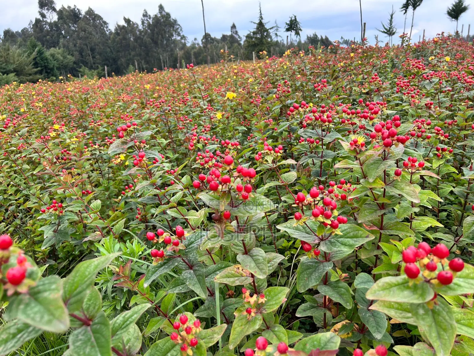 Murungaru River Frontge Farm With Borehole