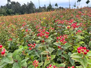 Murungaru River Frontge Farm With Borehole