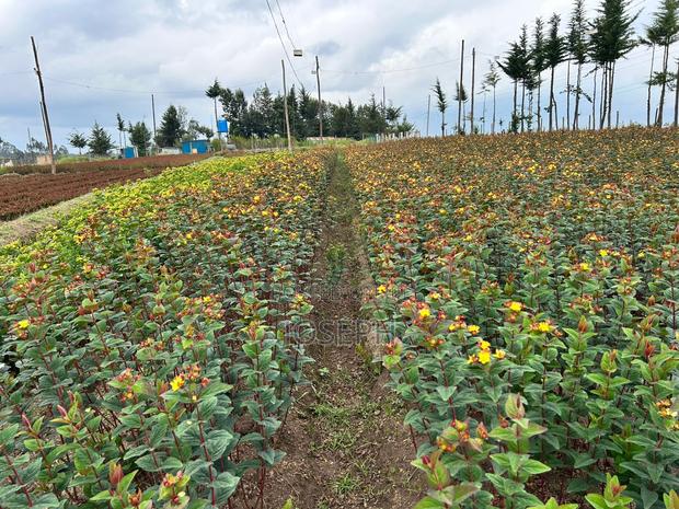 Murungaru River Frontge Farm With Borehole - thumbnail 7