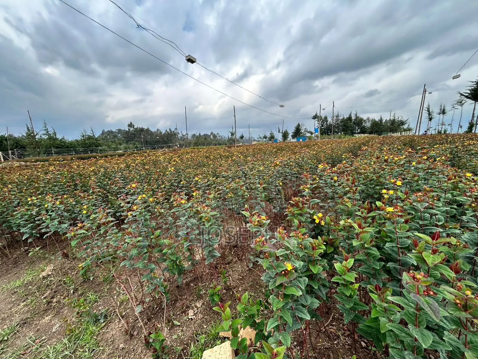 Murungaru River Frontge Farm With Borehole