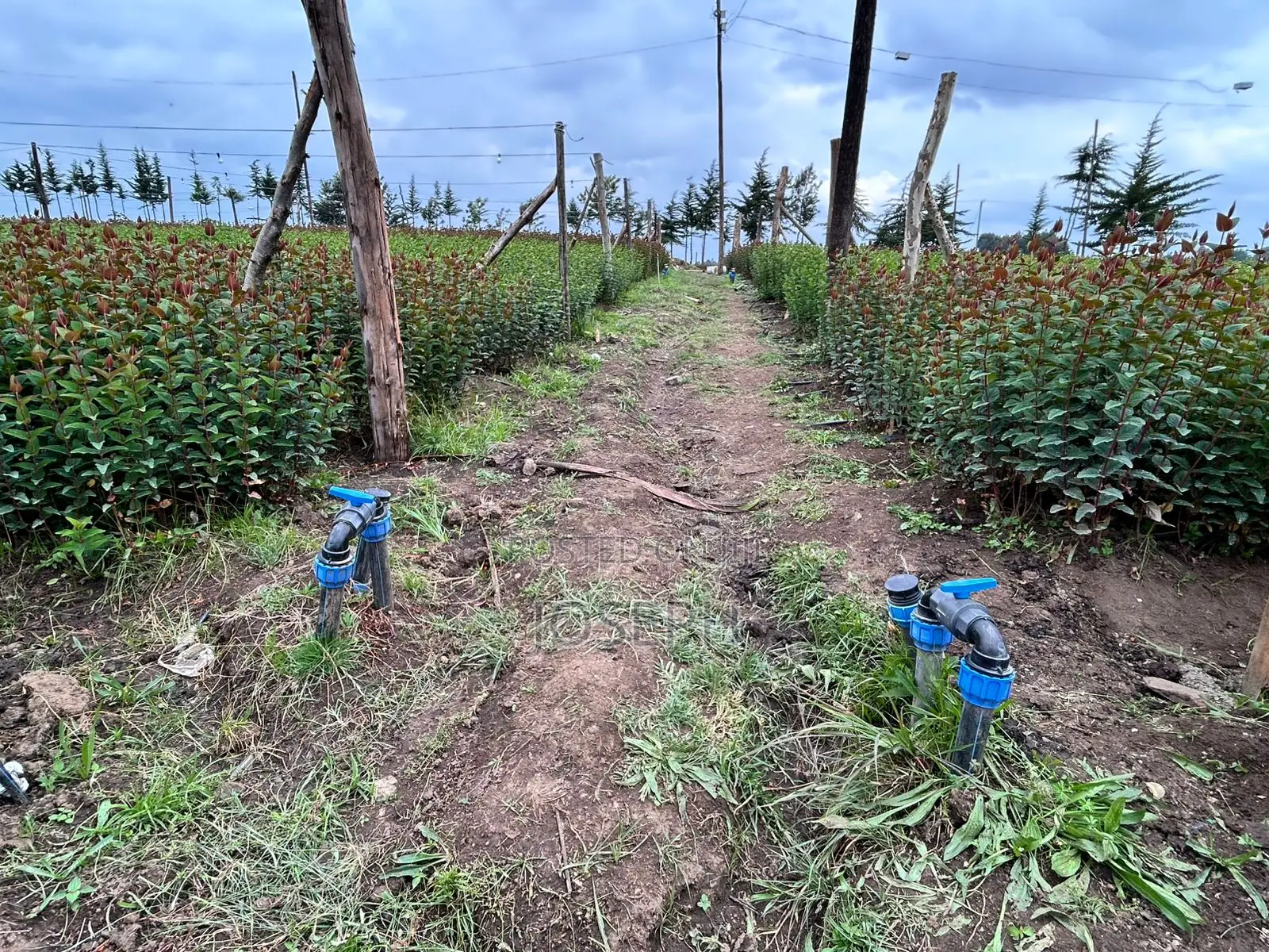 Murungaru River Frontge Farm With Borehole