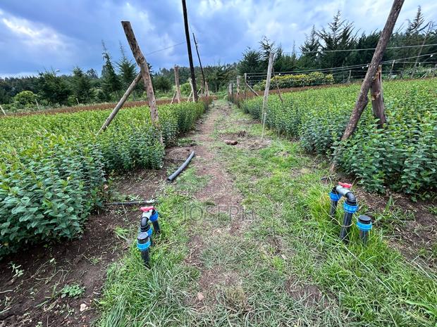 Murungaru River Frontge Farm With Borehole - thumbnail 11