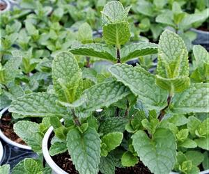 Fresh Organic Chocolate Mint - thumbnail 2