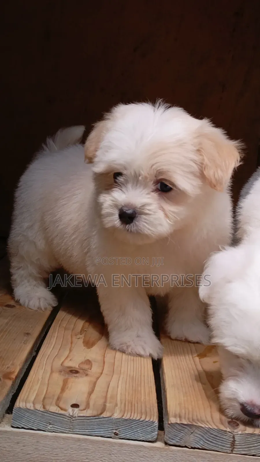 1-3 months Male Purebred Havanese
