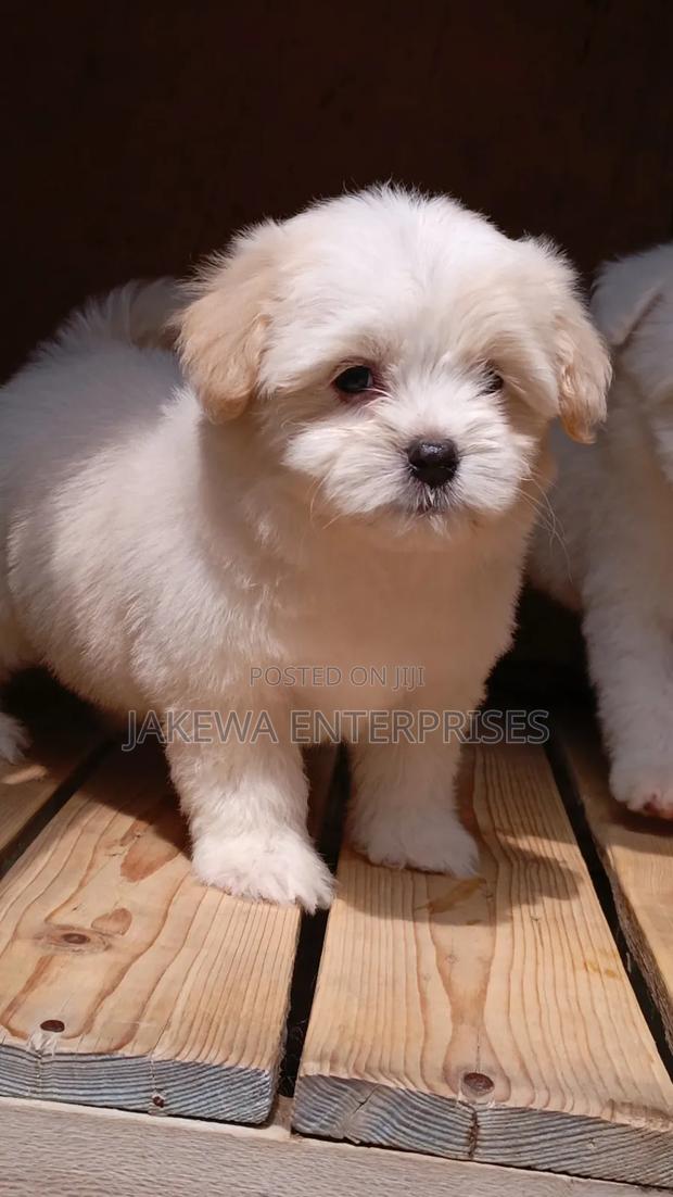 1-3 months Male Purebred Havanese
