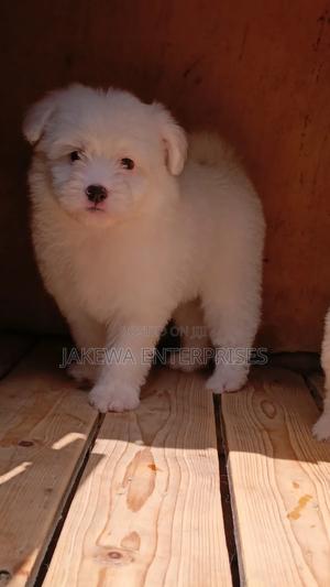 1-3 months Male Purebred Havanese - thumbnail 2