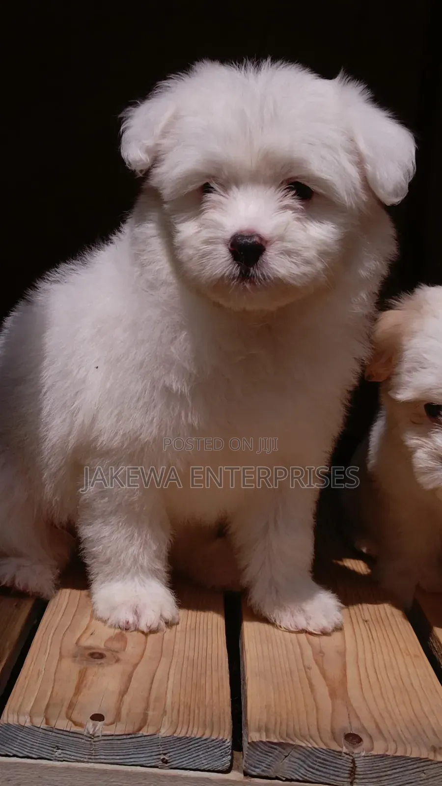 1-3 months Male Purebred Havanese
