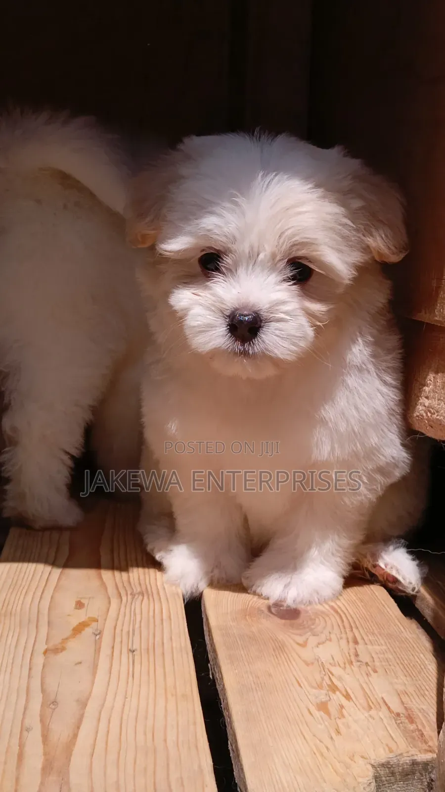 1-3 months Male Purebred Havanese